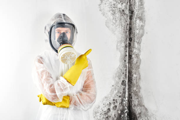 Best Environmental Consulting for Mold Prevention  in Sa De Oro Mount Helix, CA